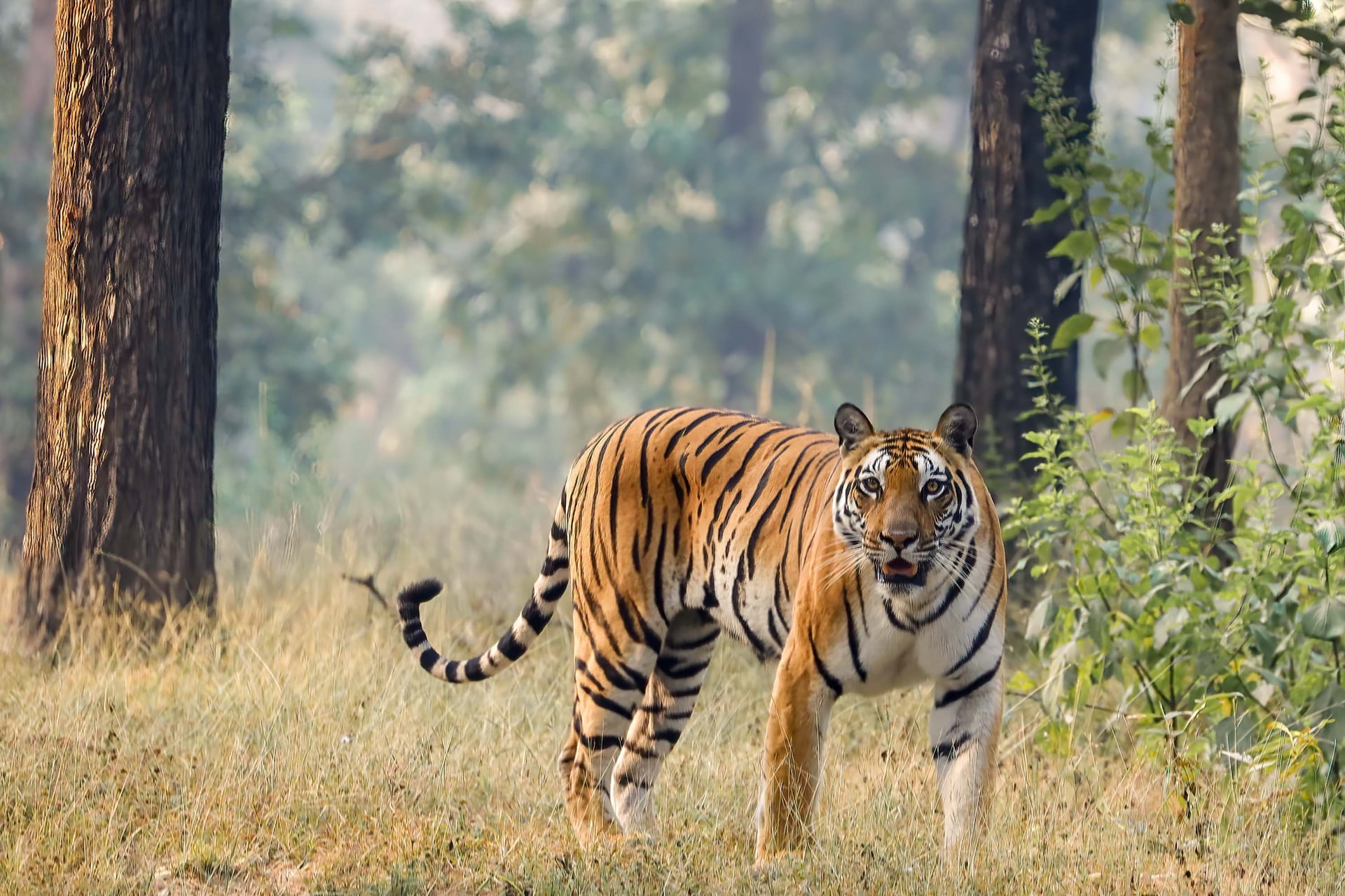 Tiger.1
