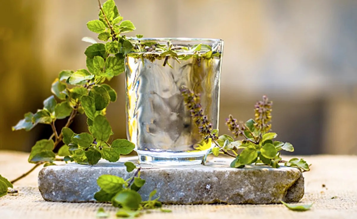 Tulsi Tulsi Plant Care