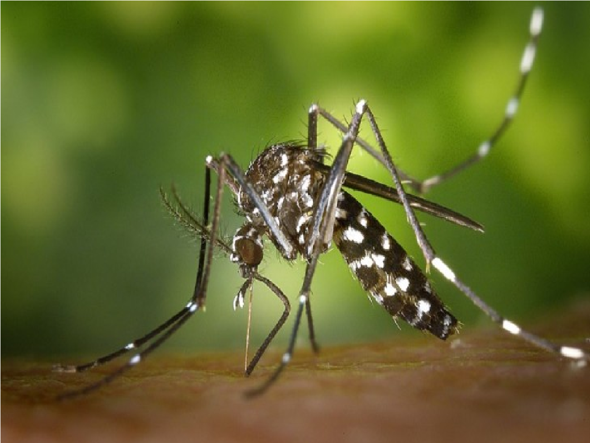 zika virus