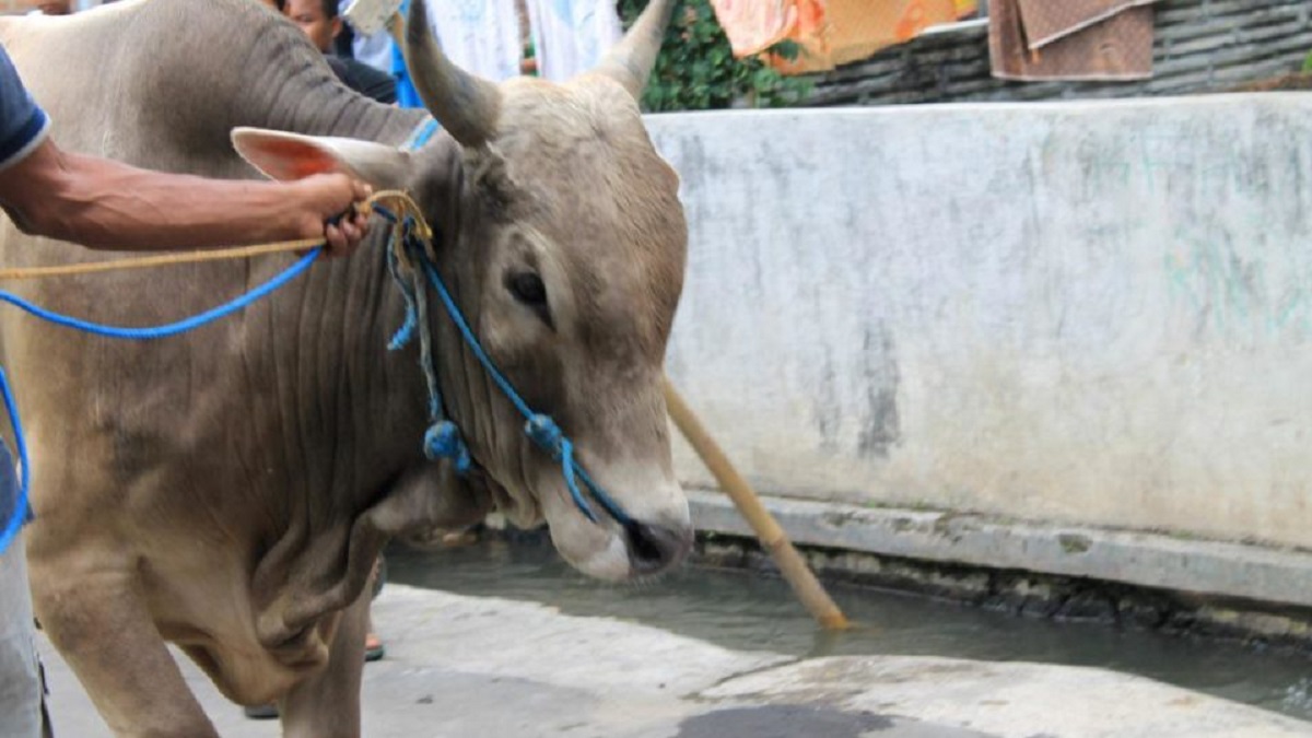 bull