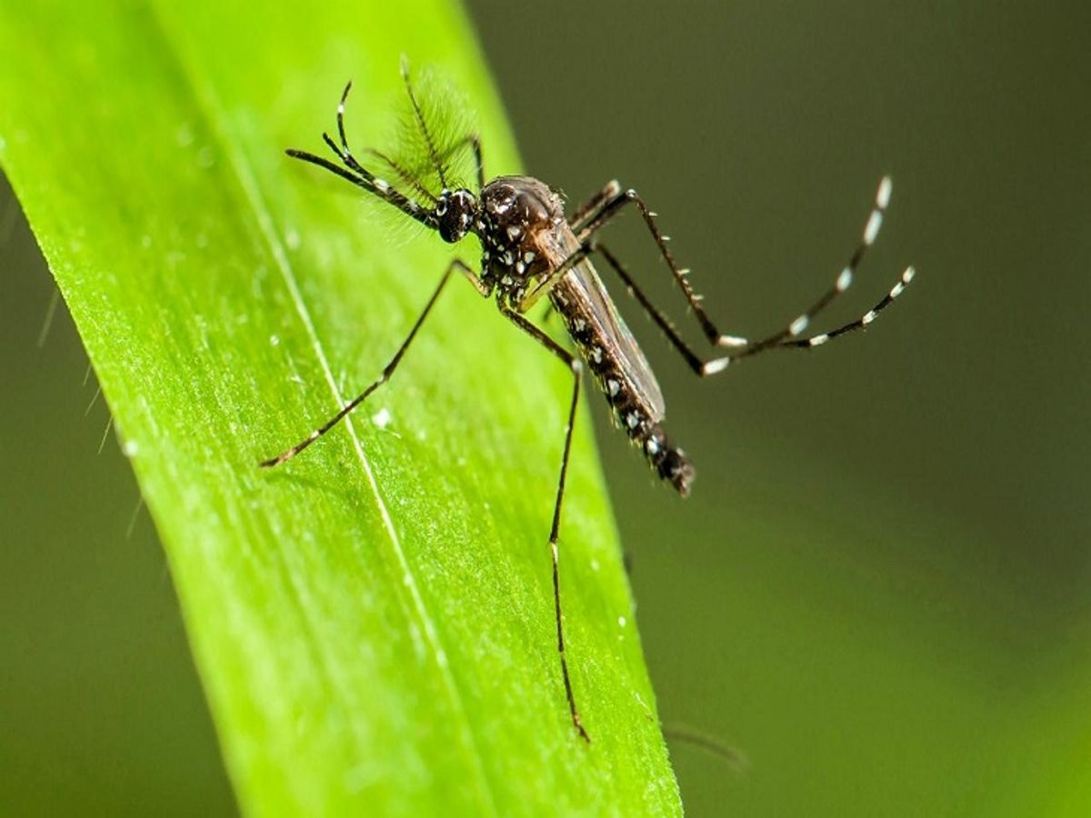 Dengue