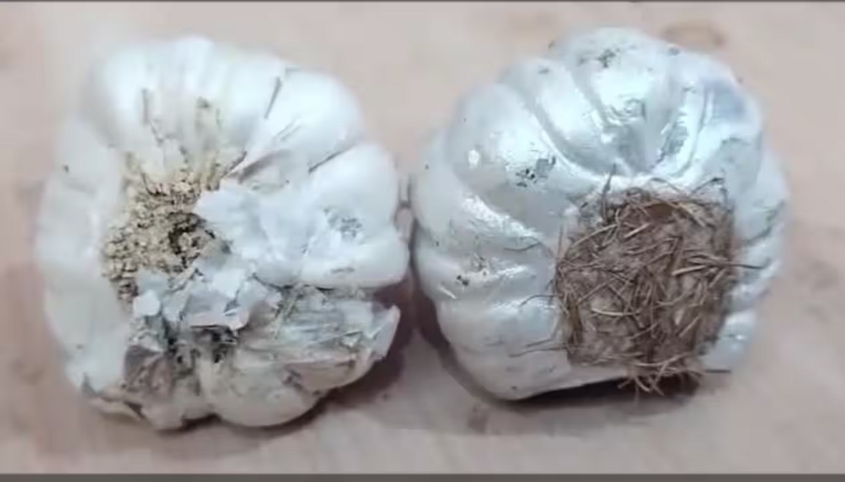 viral video of fake garlic