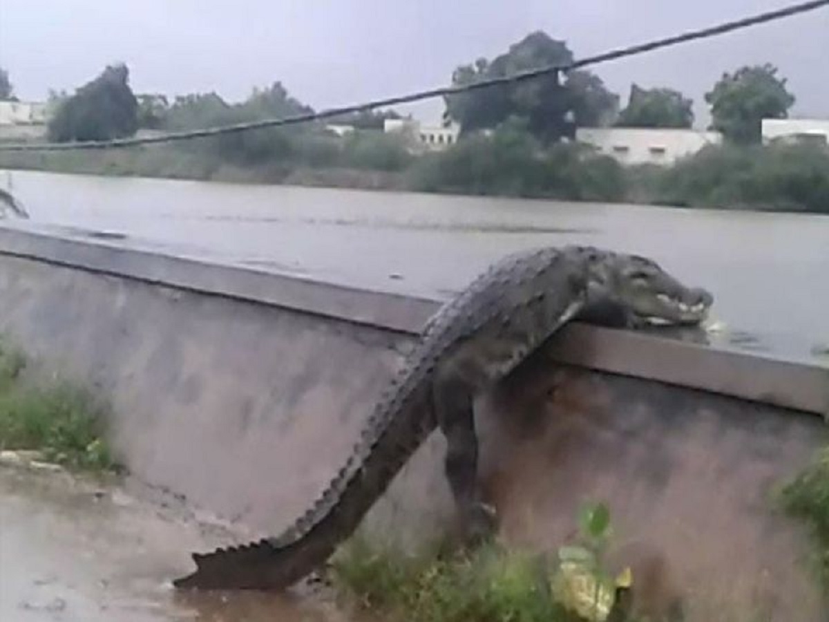 Gujarat Flood Viral Video