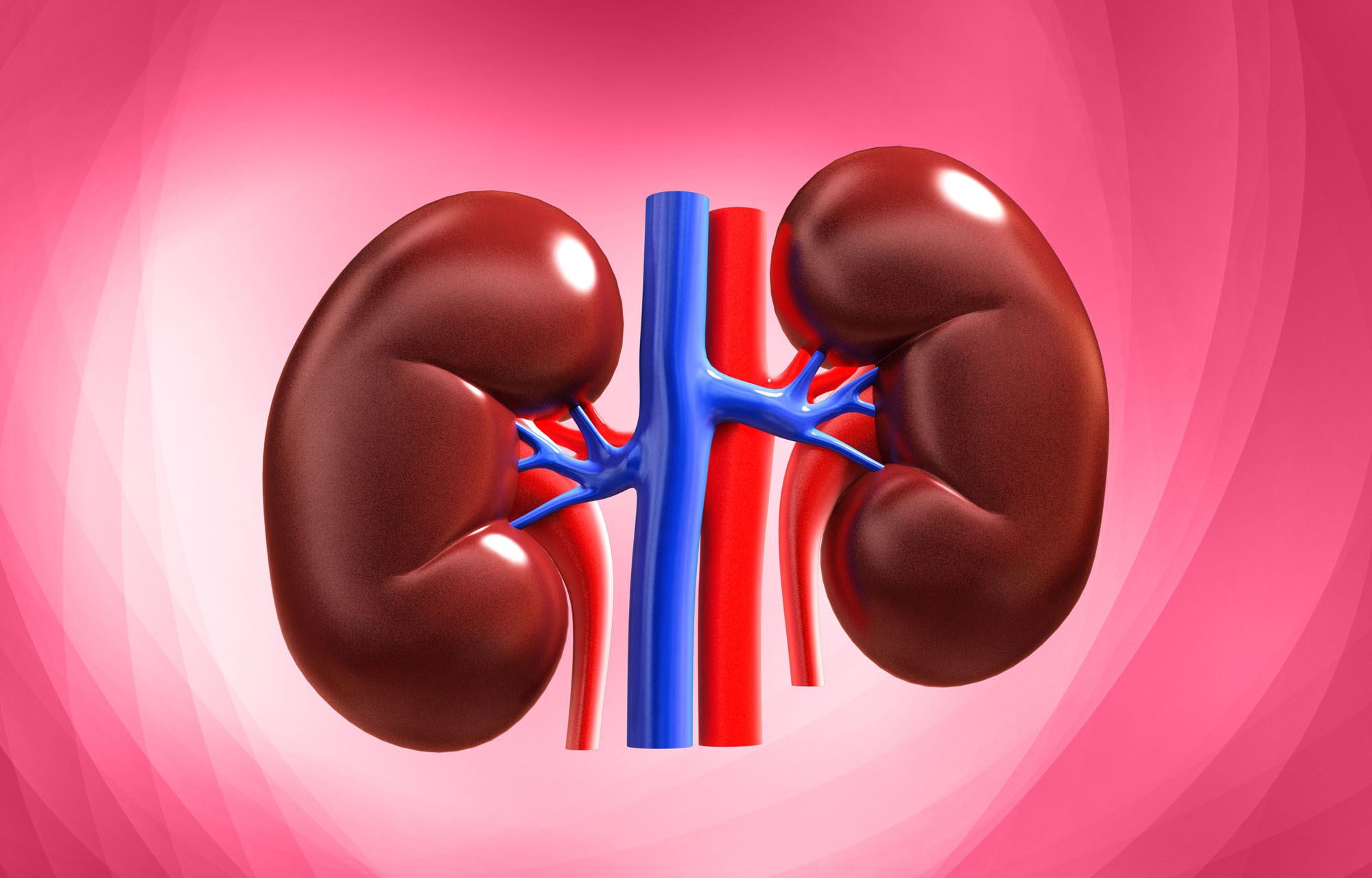 kidney.1
