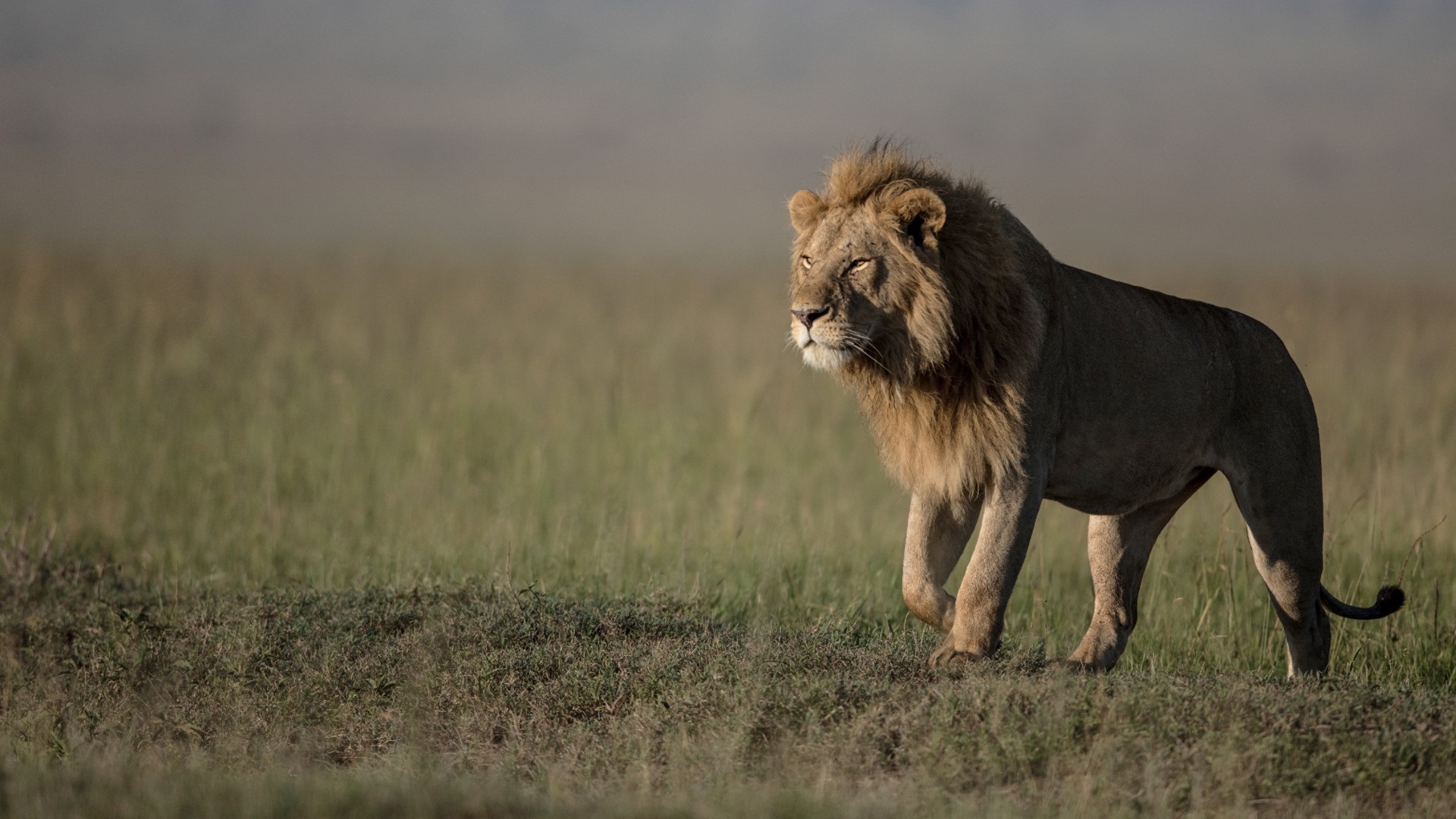 lion