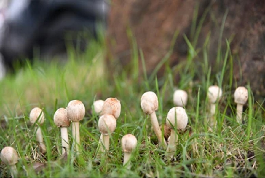 mushroom2