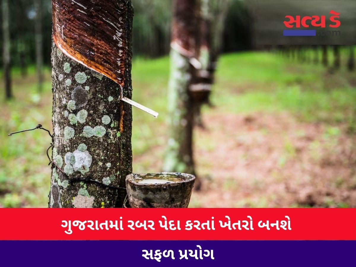 Gujarat Rabbar Kheti.2