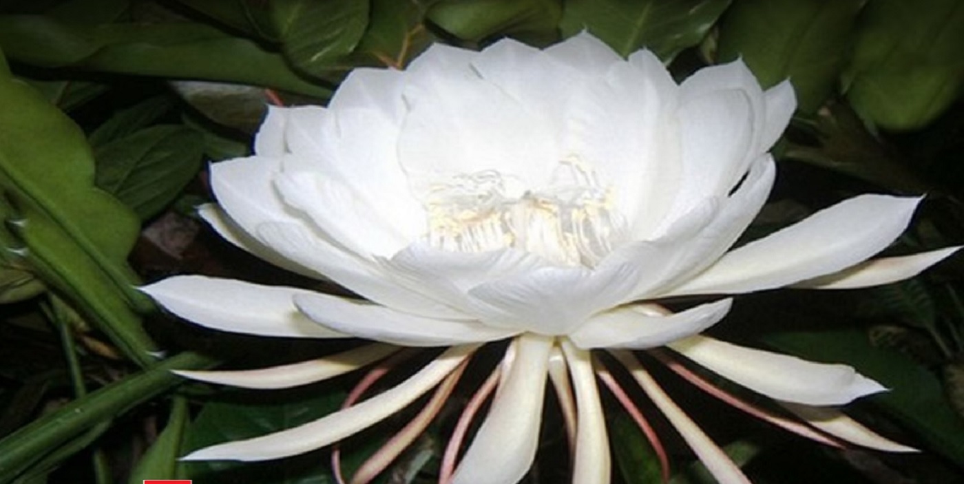 Brahma Kamal.1