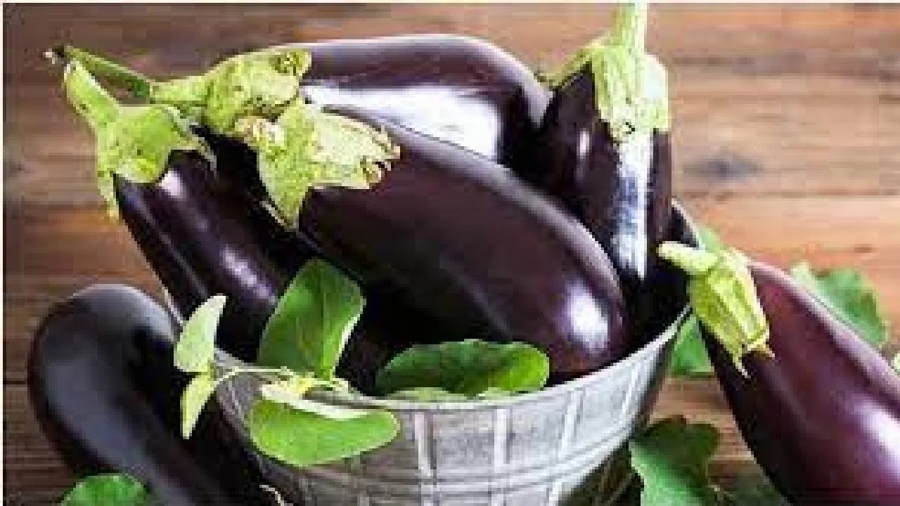 Brinjal