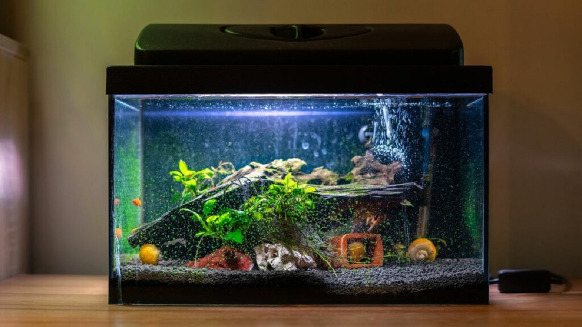 Fish aquarium