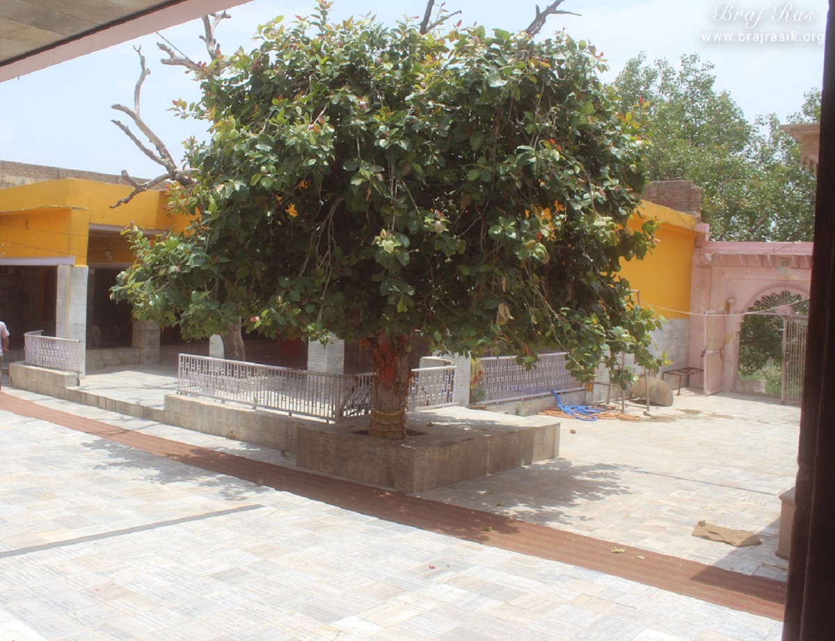 Nand Bhavan Magical Tree.2