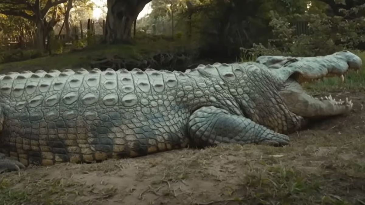crocodile