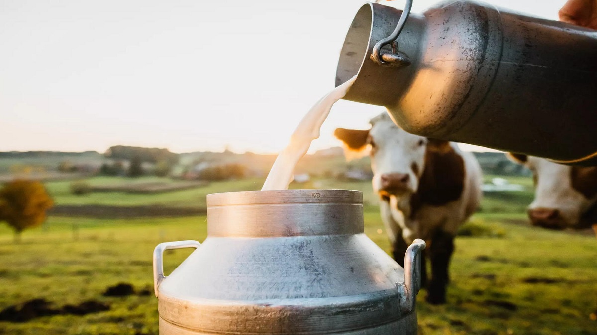 Dairy business