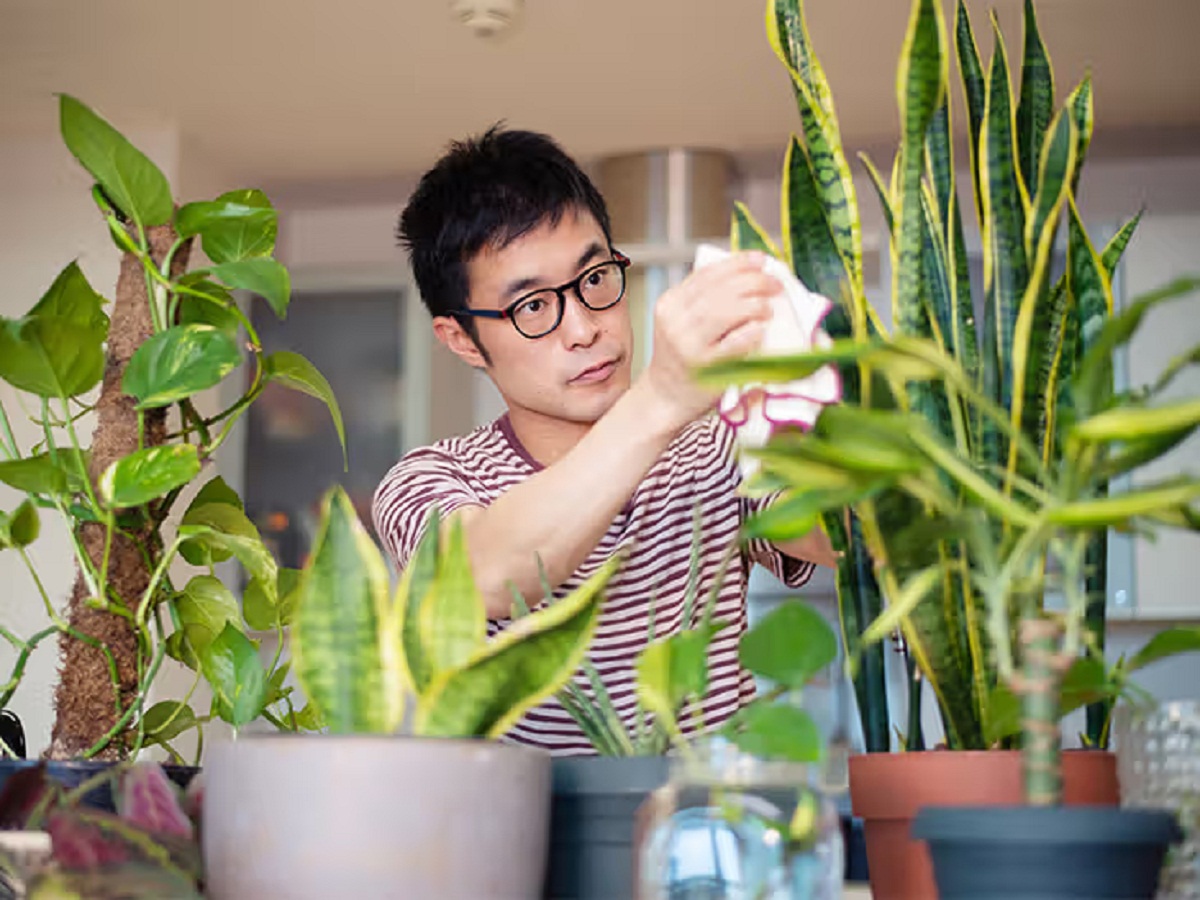 Lucky Plant