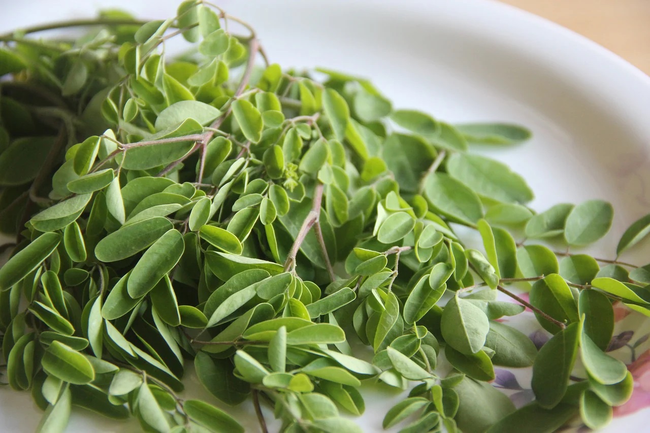 moringa leaves