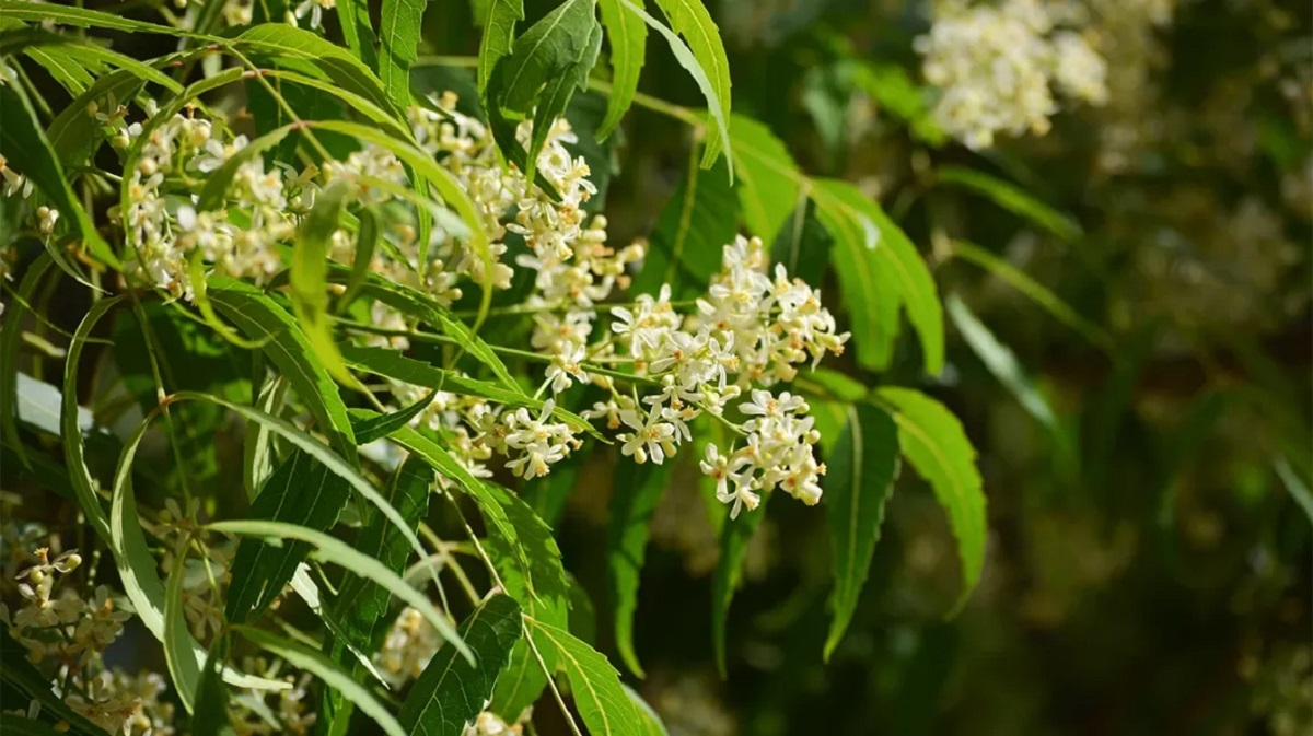 neem leavs