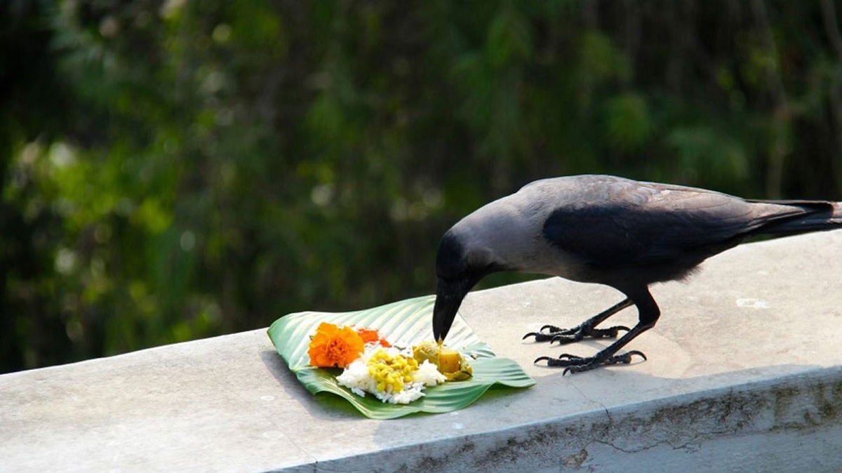 pitru paksha.1