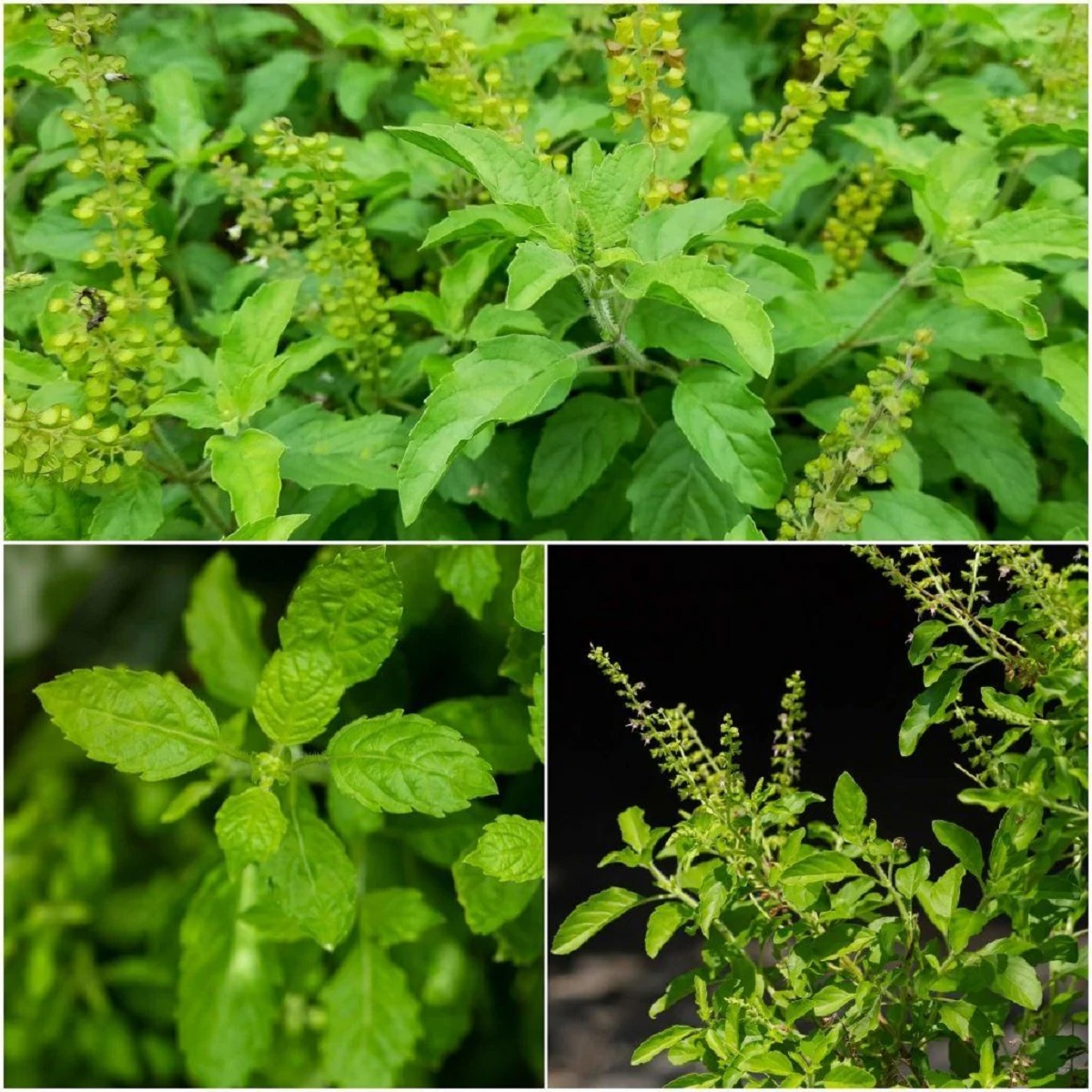 tulsi.2