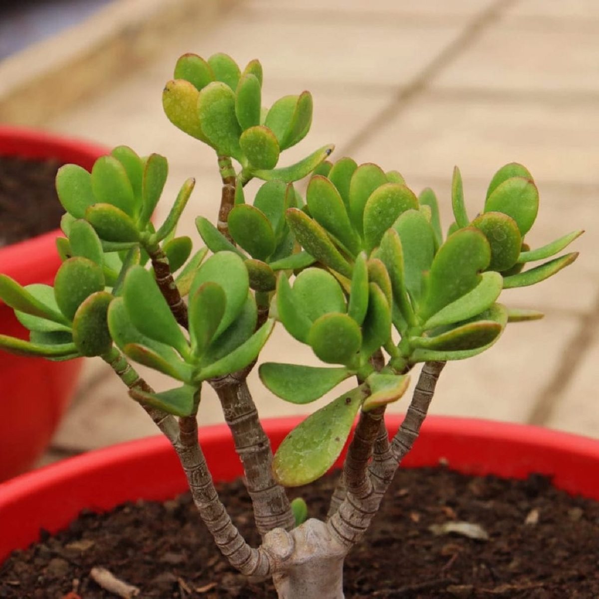 Crassula Plant.2