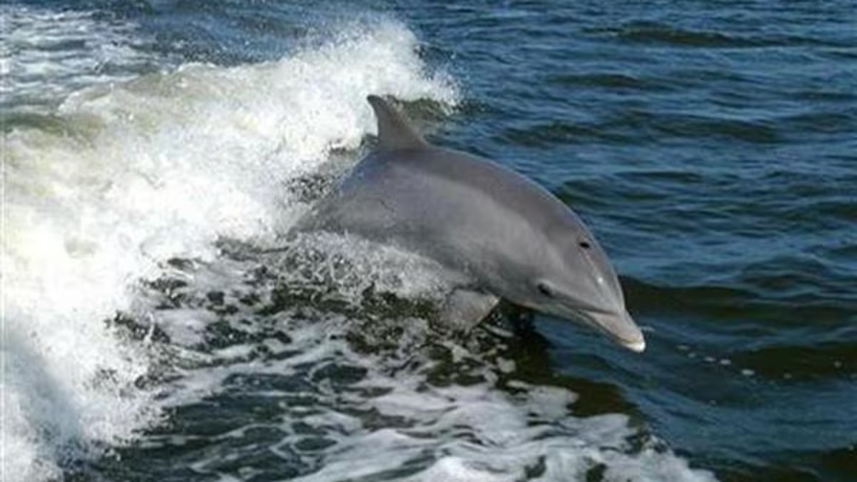 DOLPHIN - Gujarat