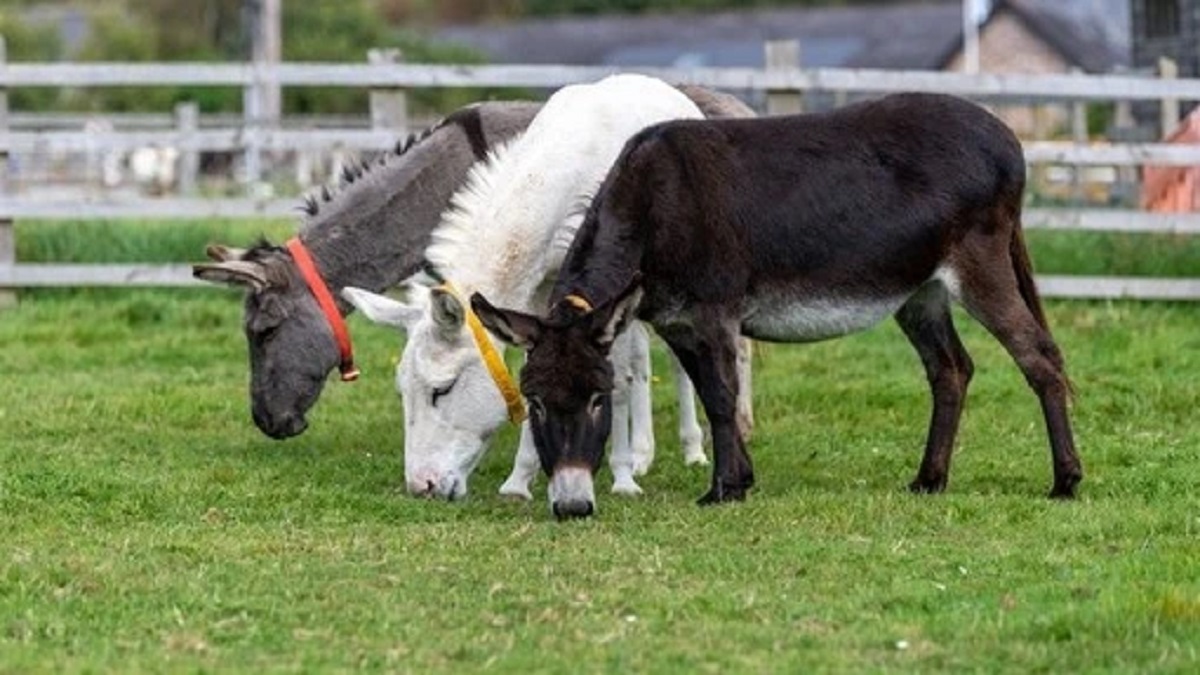 Beauty And Masculinity on Donkeys