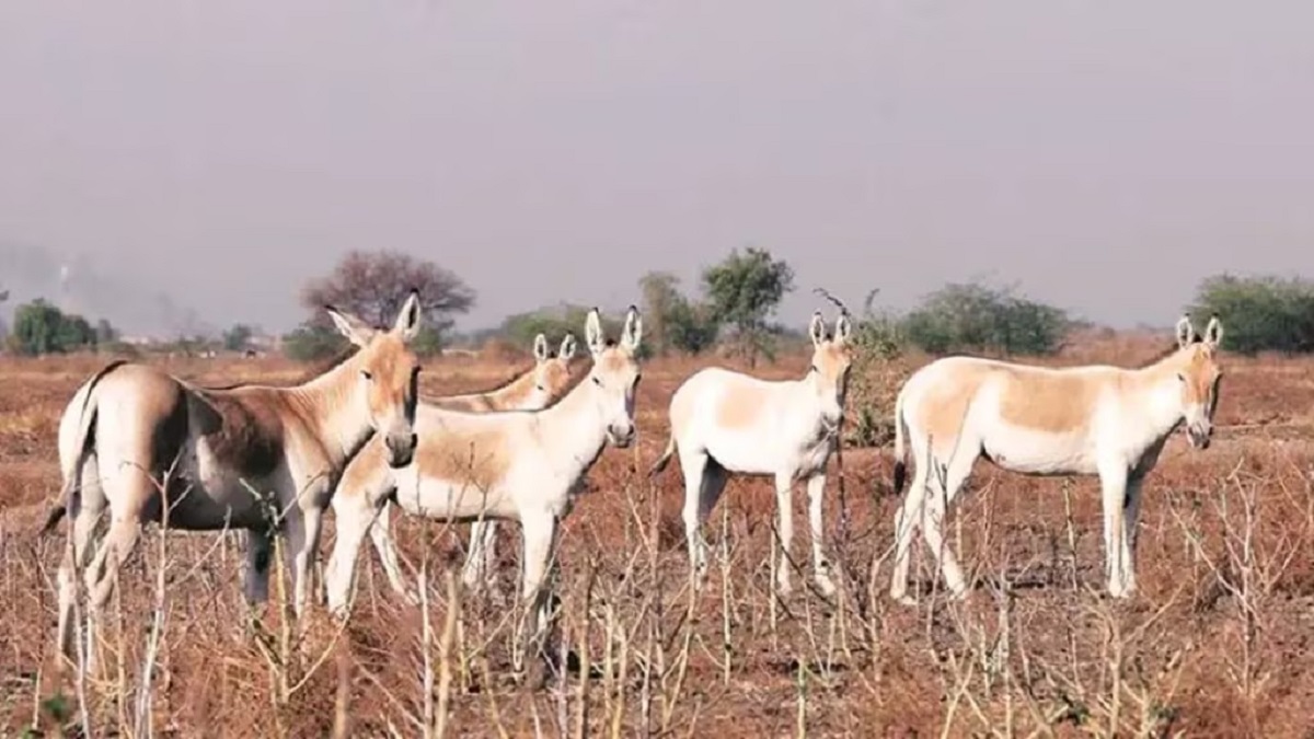ghudkhar - gujarat