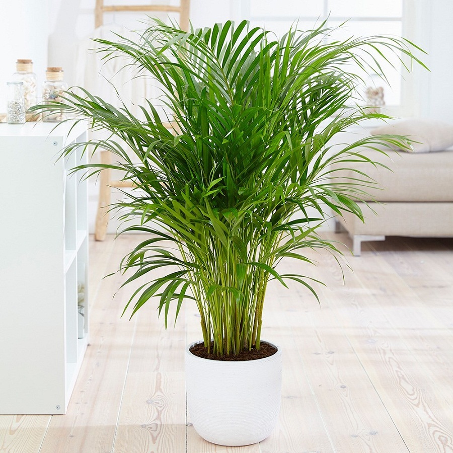 Plants:પ્રદૂષણ તમને પરેશાન કરશે નહીં! આ 4 લીલા છોડ તમારા ઘરની હવા સાફ કરશે 4 Plants