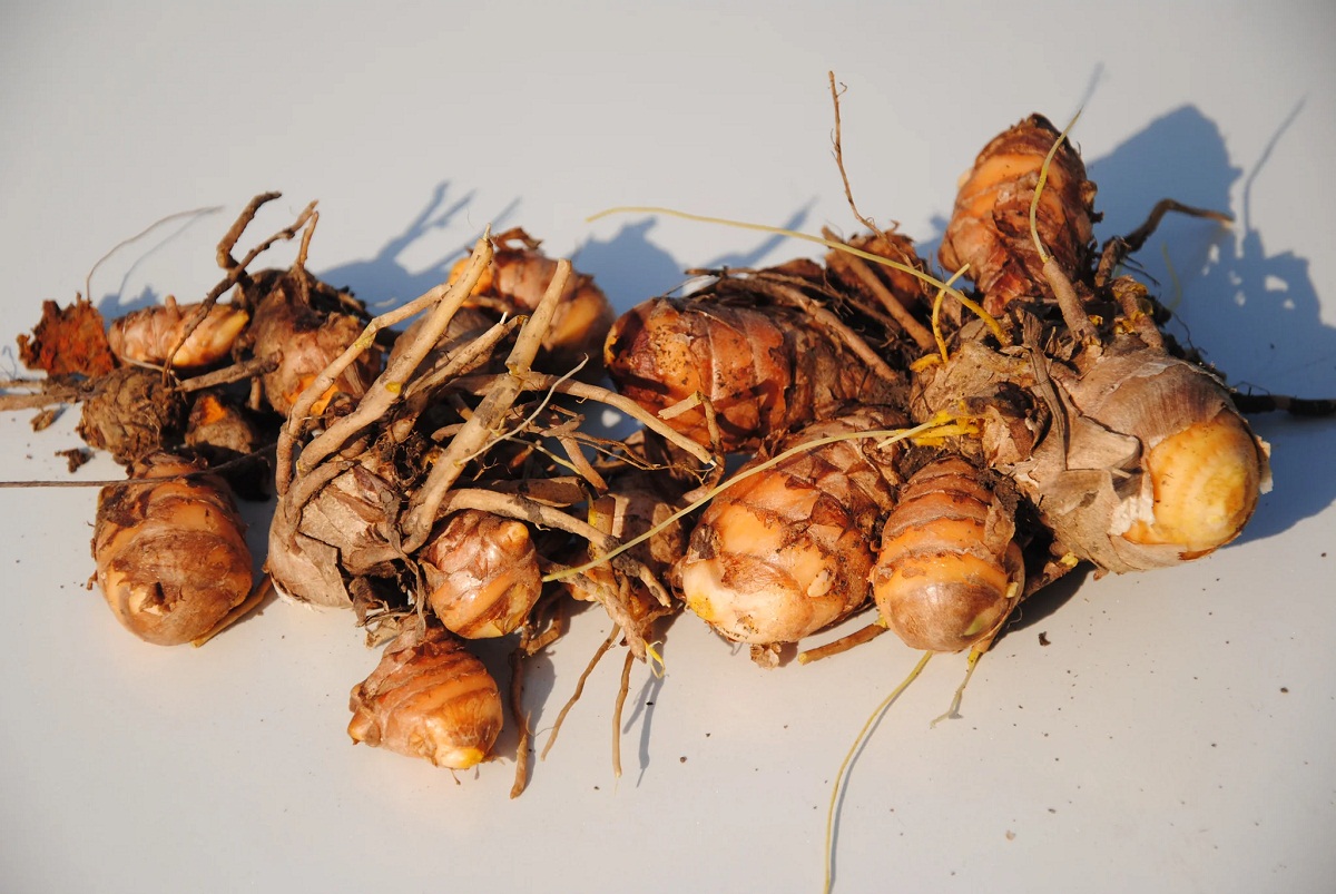 Raw turmeric