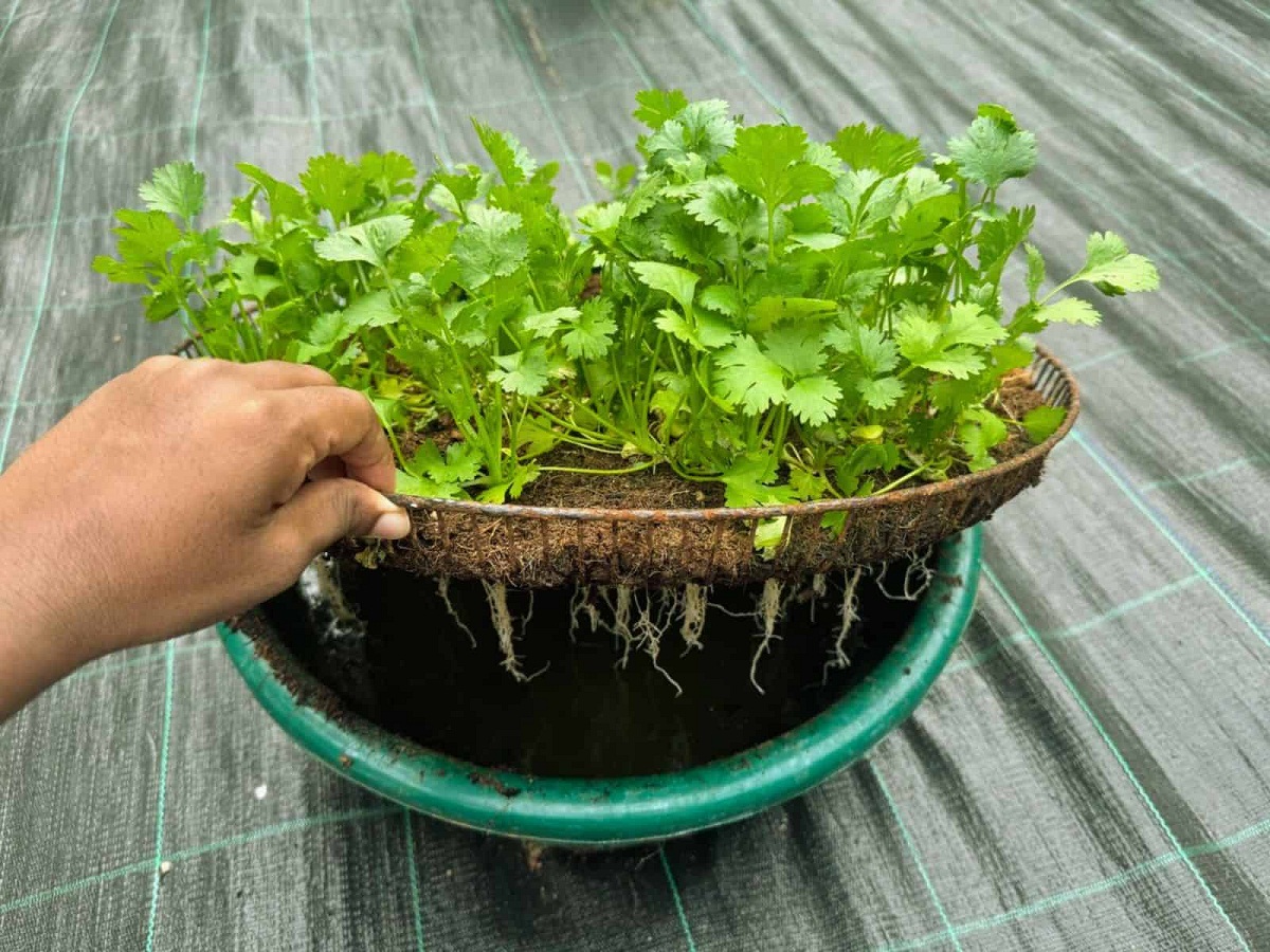 Home Gardening Tips