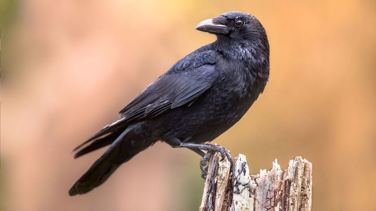 Crow Caws