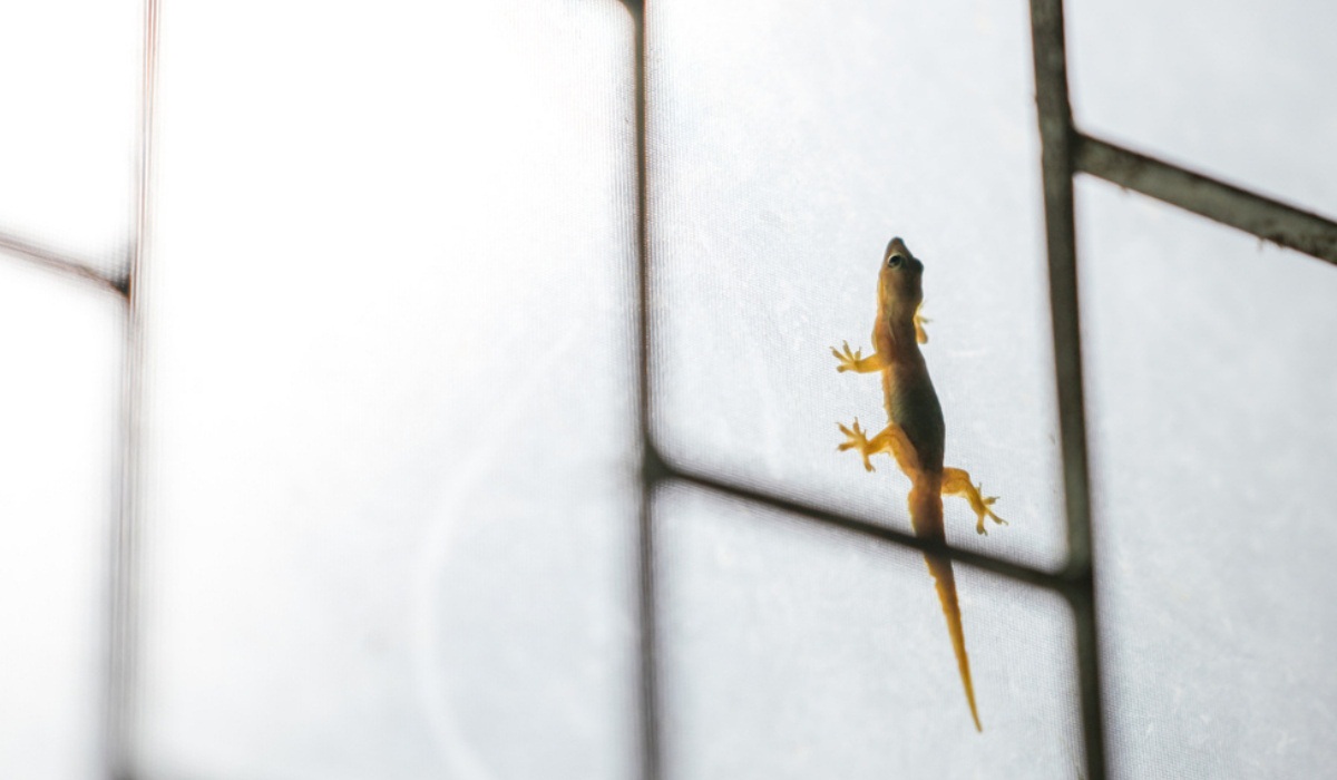 House Lizards