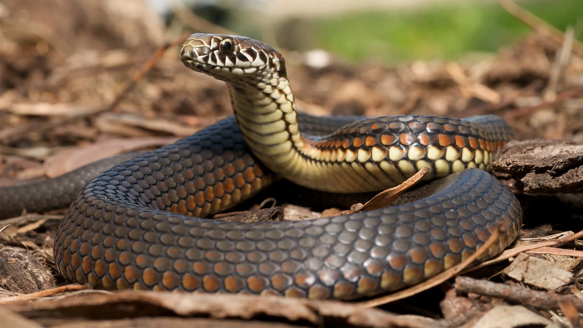 Snake Frozen Inside Ice Cream