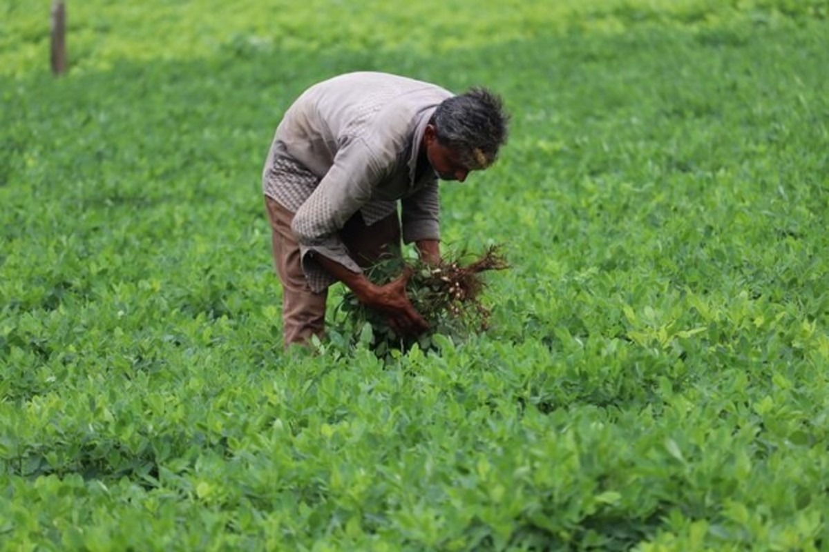 Methi Farming