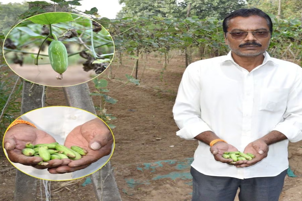 Natural Farming Success