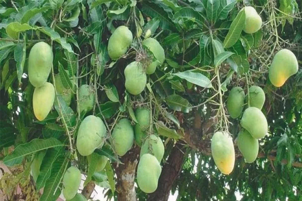 Mango Cultivation
