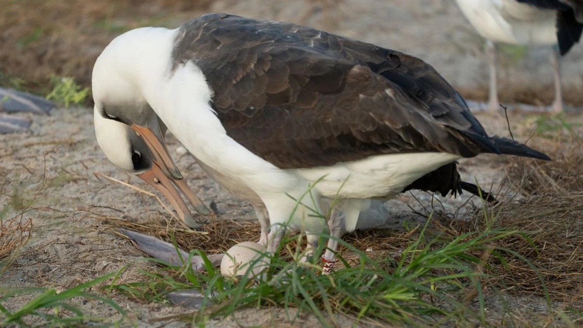 Albatross