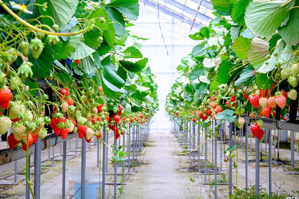 Success Story Strawberry farming