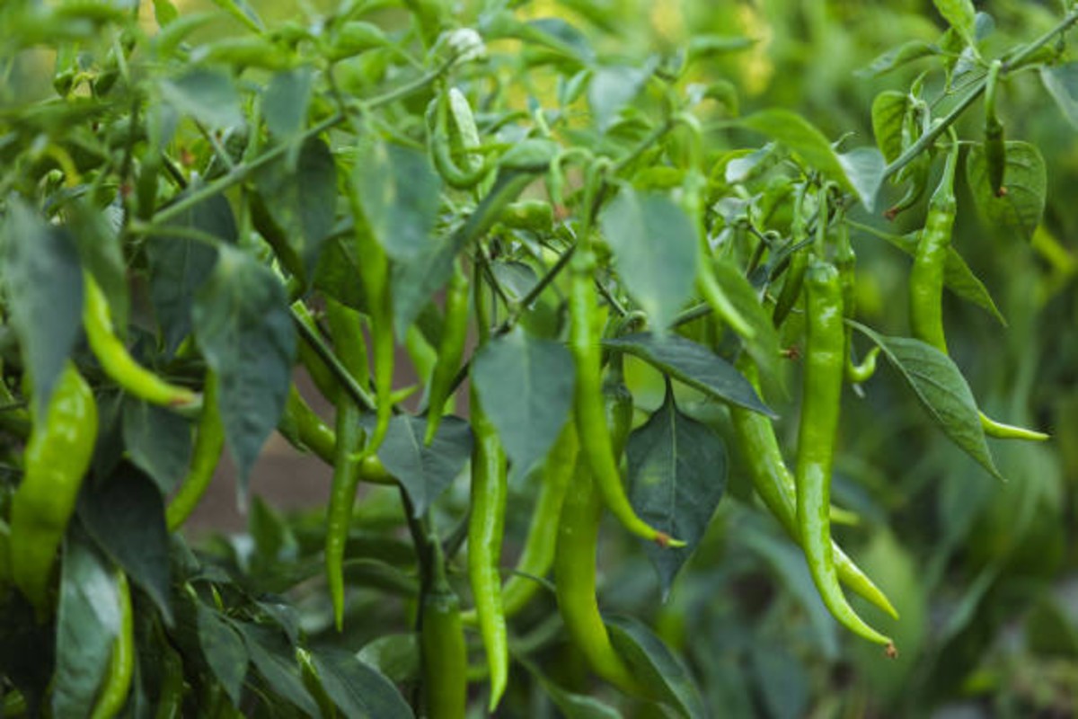 Agriculture News