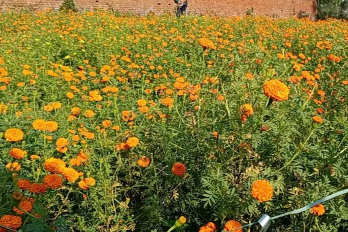 Flower cultivation