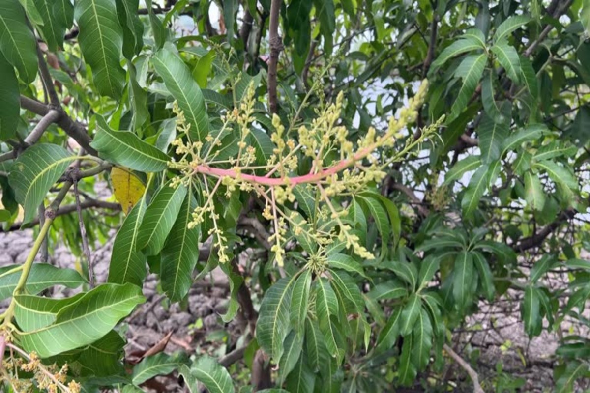 Loranthus Parasitic Plant Symptoms