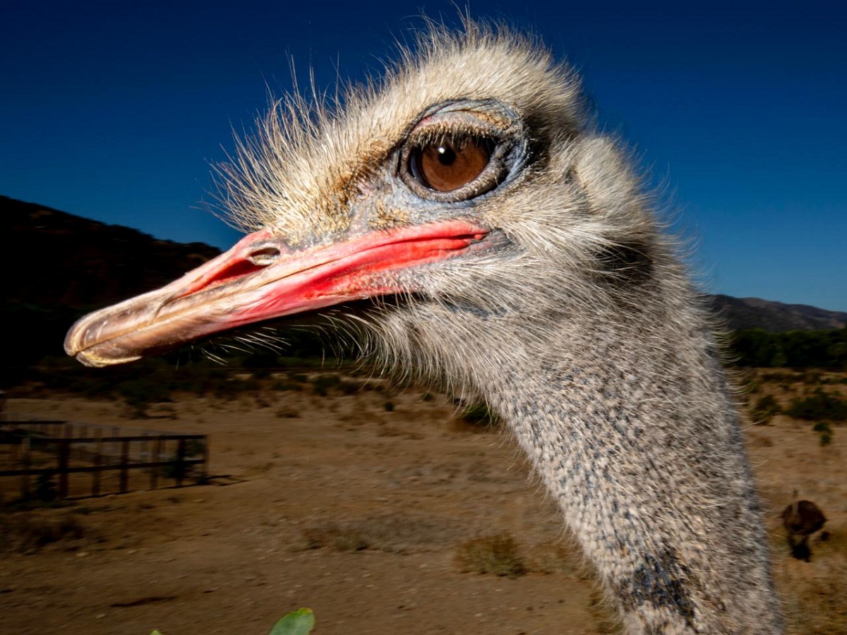 Ostrich