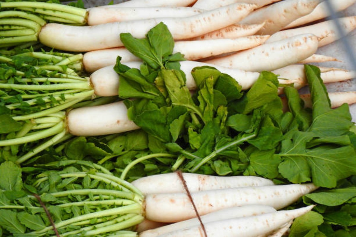 Radish Cultivation