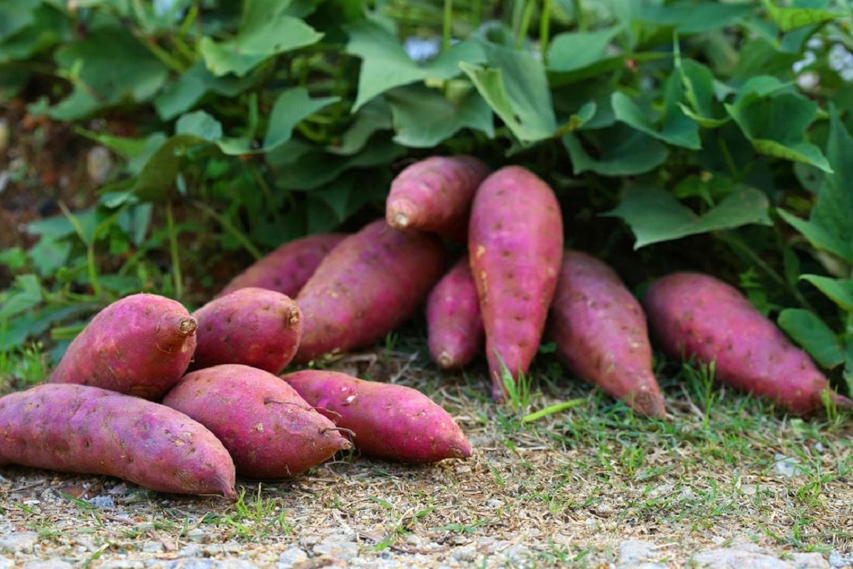Sweet Potato