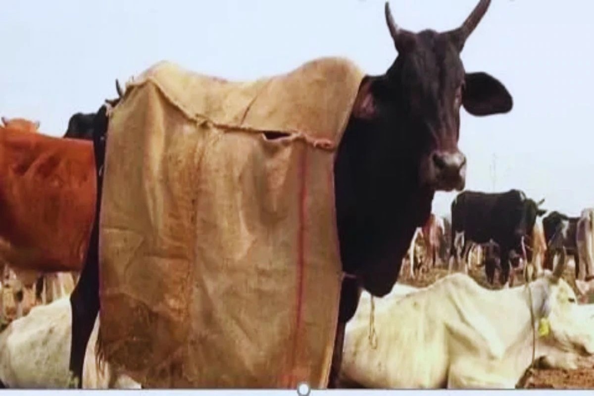 Winter Care For Dairy Animals