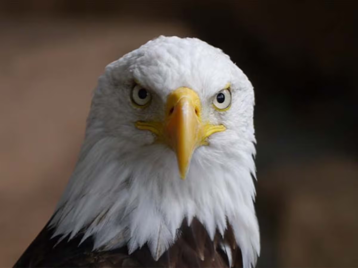 bird.1