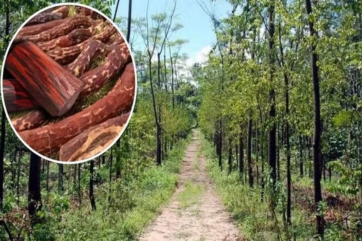 Sandalwood Farming