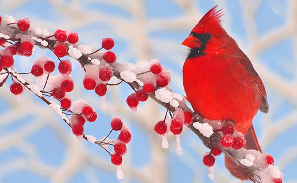 Christmas-Bird