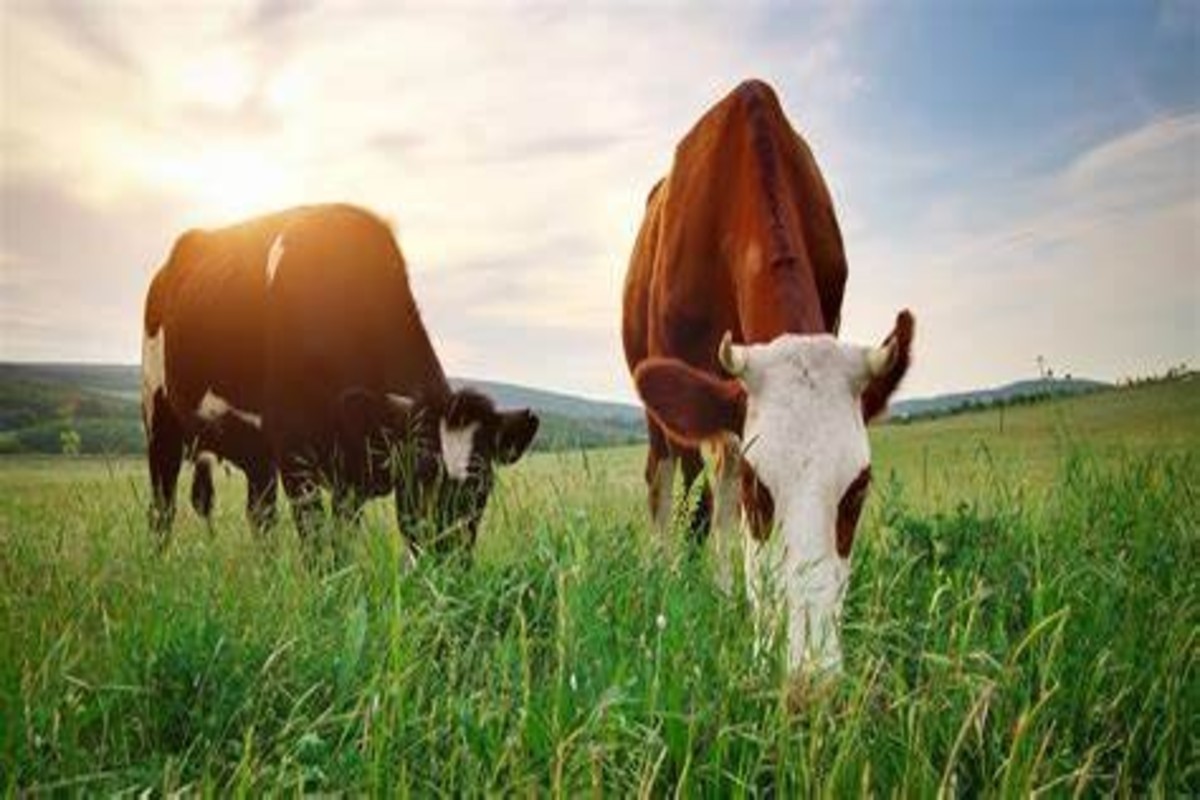 Animal Husbandry Tips