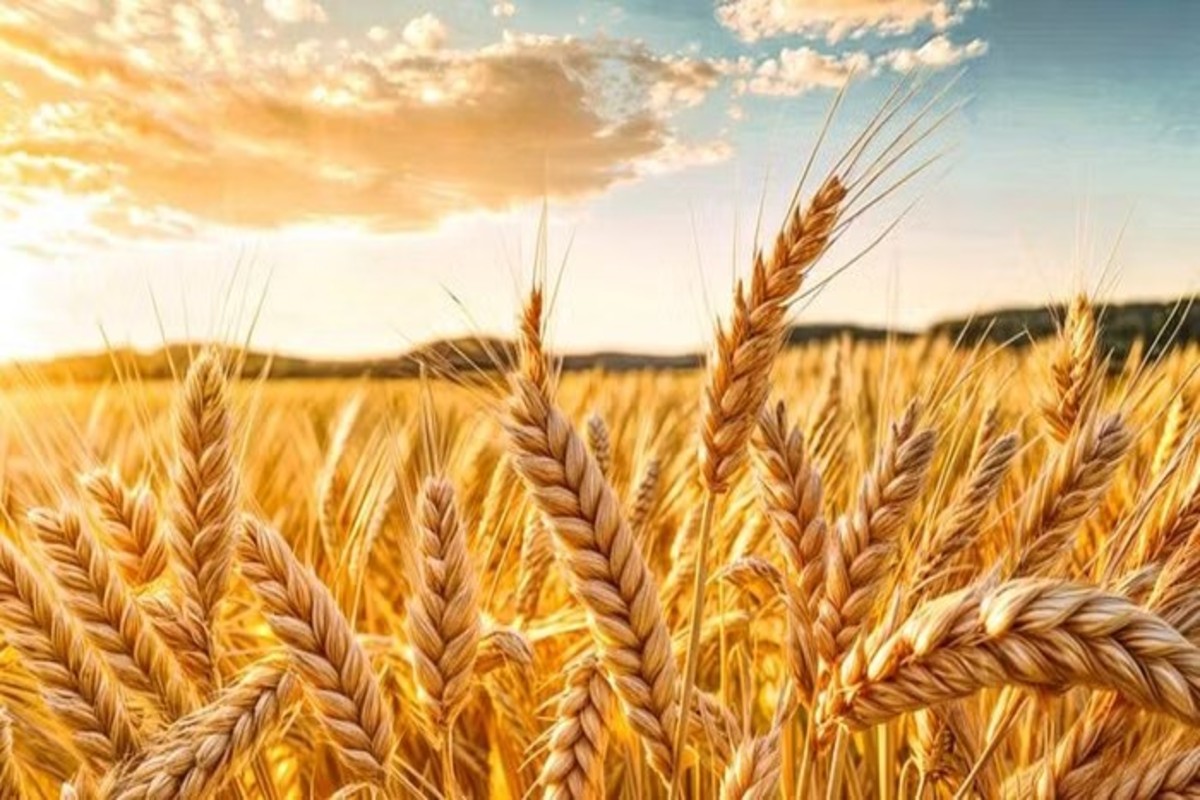 Wheat Farming