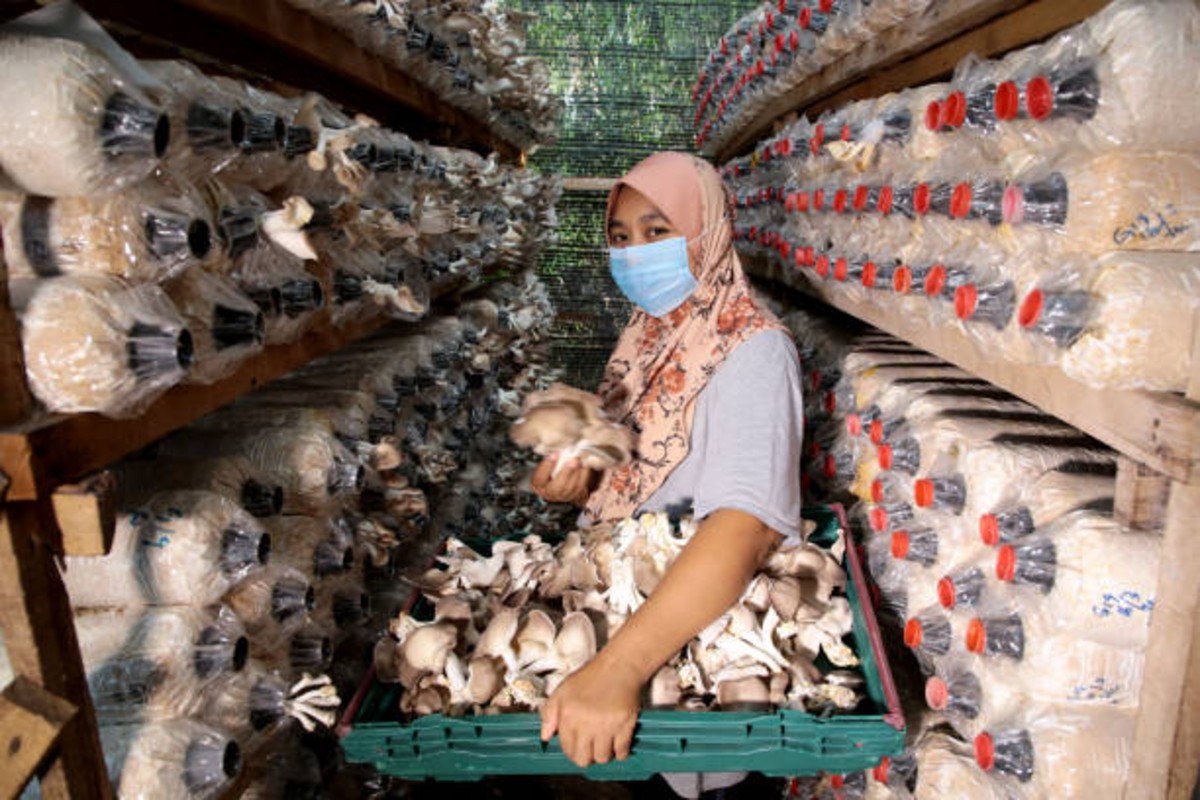 Mushroom Farming